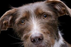 Close portrait of an adorable Border Collie photo