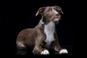 estudio Disparo de un adorable frontera collie foto