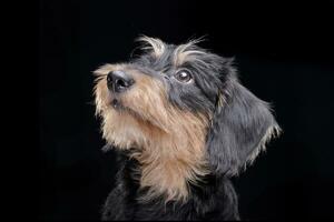 Portrait of an adorable Dachshund photo