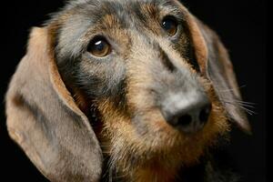 Portrait of an adorable Dachshund photo