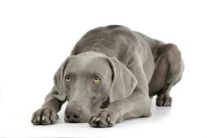 Studio shot of an adorable Weimaraner photo