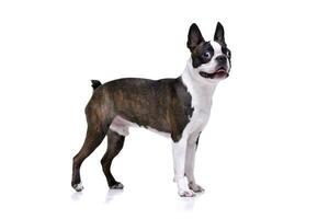 Studio shot of an adorable Boston Terrier photo