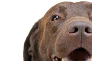 Portrait of an adorable Labrador retriever photo