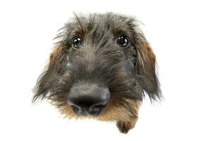 Wide angle portrait of an adorable Dachshund photo