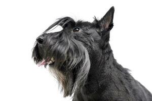 Portrait of an adorable Scottish terrier photo