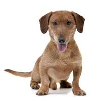 Studio shot of an adorable mixed breed dog photo