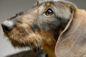 Portrait of an adorable Dachshund photo