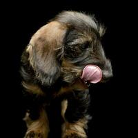 Studio shot of an adorable Dachshund photo