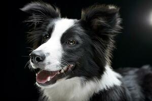 Portrait of an adorable Border Collie photo