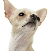 Portrait of an adorable Chihuahua photo