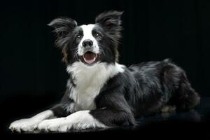 estudio Disparo de un adorable frontera collie foto