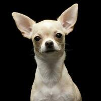 Portrait of an adorable Chihuahua photo