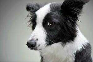 Portrait of an adorable Border Collie photo