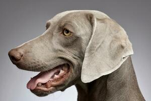 retrato de un adorable Weimaraner foto