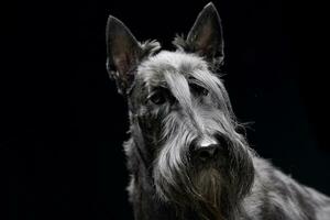 Portrait of an adorable Scottish terrier photo