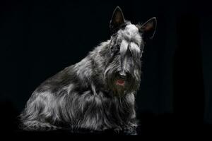 Studio shot of an adorable Scottish terrier photo