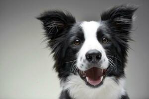 Portrait of an adorable Border Collie photo