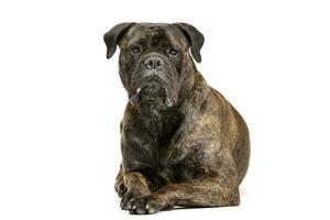 Studio shot of an adorable Bull mastiff photo