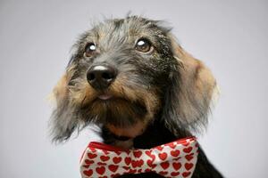 un adorable perro tejonero vistiendo arco Corbata foto