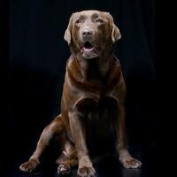 estudio Disparo de un adorable Labrador perdiguero foto