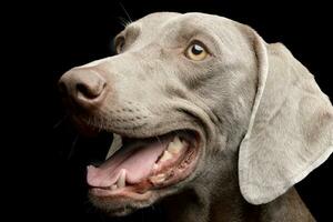 Portrait of an adorable Weimaraner photo