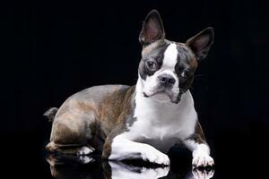 Studio shot of an adorable Boston Terrier photo