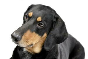 Portrait of an adorable mixed breed dog photo