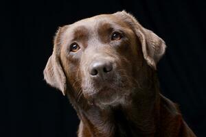 retrato de un adorable Labrador perdiguero foto