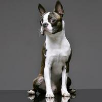 Studio shot of an adorable Boston Terrier photo