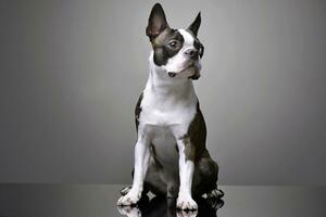 Studio shot of an adorable Boston Terrier photo