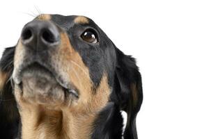 retrato de un adorable mezclado raza perro foto