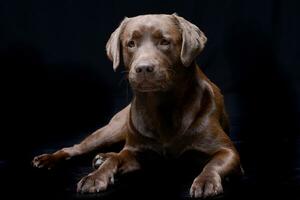 estudio Disparo de un adorable Labrador perdiguero foto