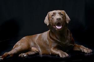 estudio Disparo de un adorable Labrador perdiguero foto