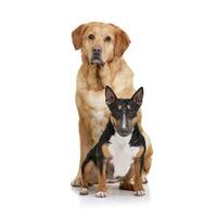 Studio shot of an adorable Bull terrier and a  labrador retriever photo