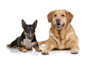 Studio shot of an adorable Bull terrier and a  labrador retriever photo