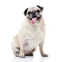 Studio shot of an adorable Mops or Pug photo