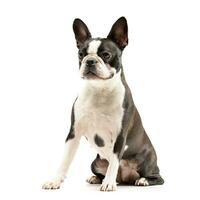 Studio shot of an adorable Boston Terrier photo