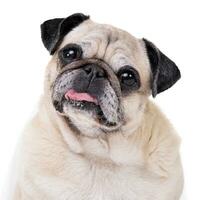 Portrait of an adorable Mops or Pug photo