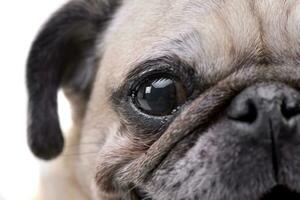 Close portrait of an adorable Mops or Pug photo