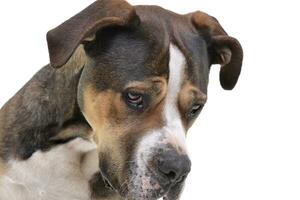 Portrait of an adorable mixed breed dog photo