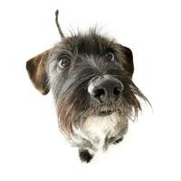 Wide angle portrait of an adorable mixed breed dog photo