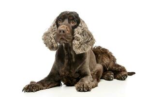 Studio shot of an adorable English Cocker Spaniel photo