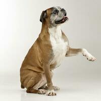 Studio shot of an adarable Boxer photo