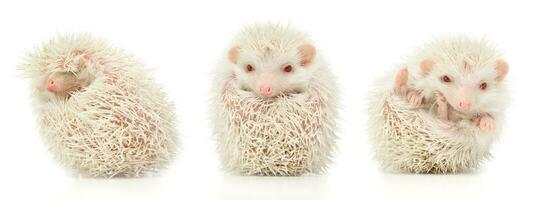 white albino hedgehog trio in white studio photo