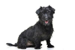 Studio shot of an adorable mixed breed dog photo