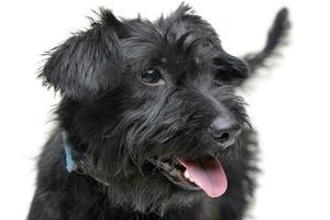 Portrait of an adorable mixed breed dog photo