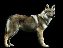 Czech wolf standard in black studio background photo