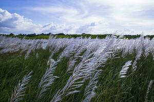 Landscape view of  Autumn Icon.  Blooming Kans grass Saccharum spontaneum flowers field with cloudy blu sky photo