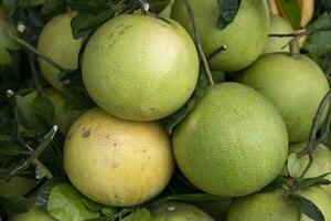 Fresh Fruits Green Pomelo Citrus grandis in the Market of Bangladesh photo