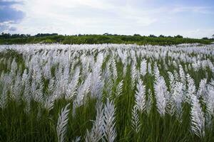 Landscape view of  Autumn Icon.  Blooming Kans grass Saccharum spontaneum flowers field with cloudy blu sky photo